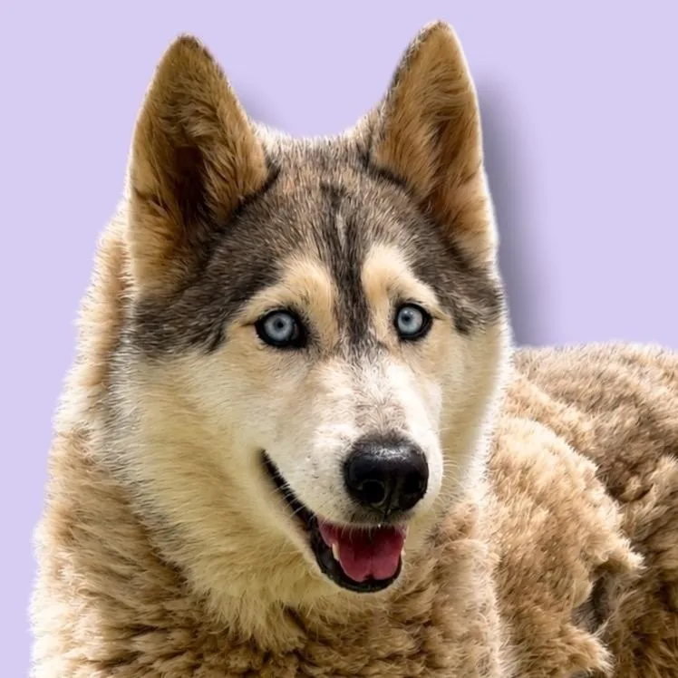 An adult medium-sized female Gray / Blue / Silver Husky dog named Zoey for adoption in Scottsdale, AZ