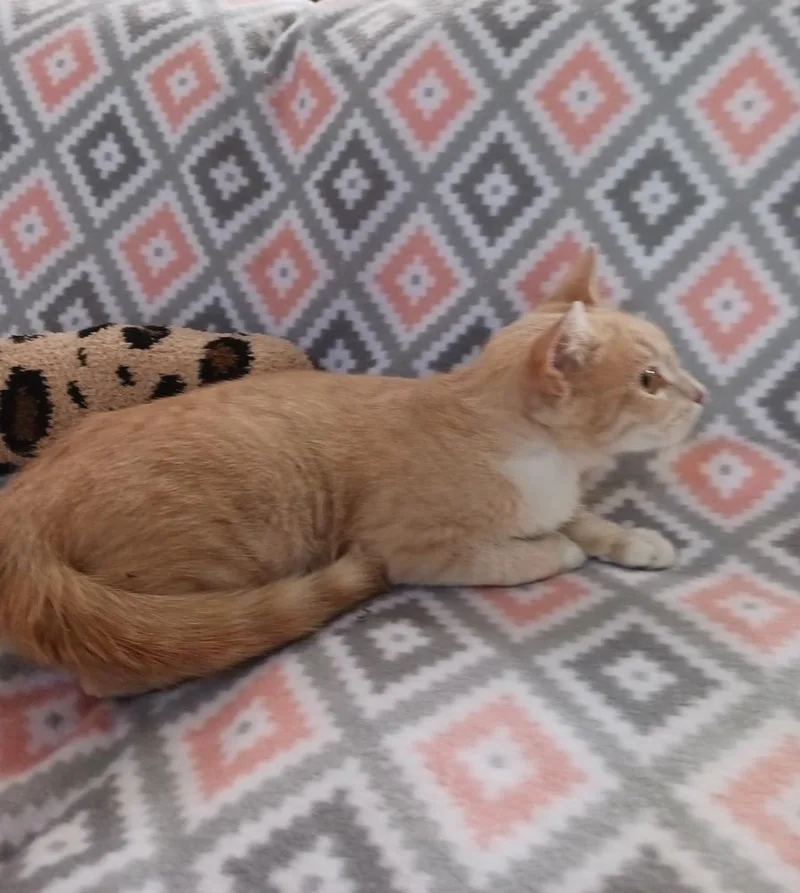 Sunshine thumbnail 4