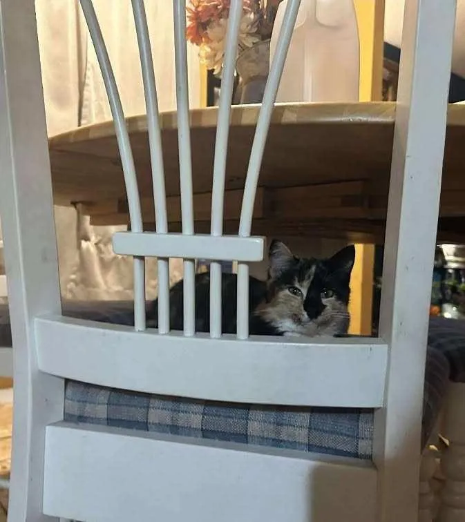 Zoe & Lulu: Sisters thumbnail 3