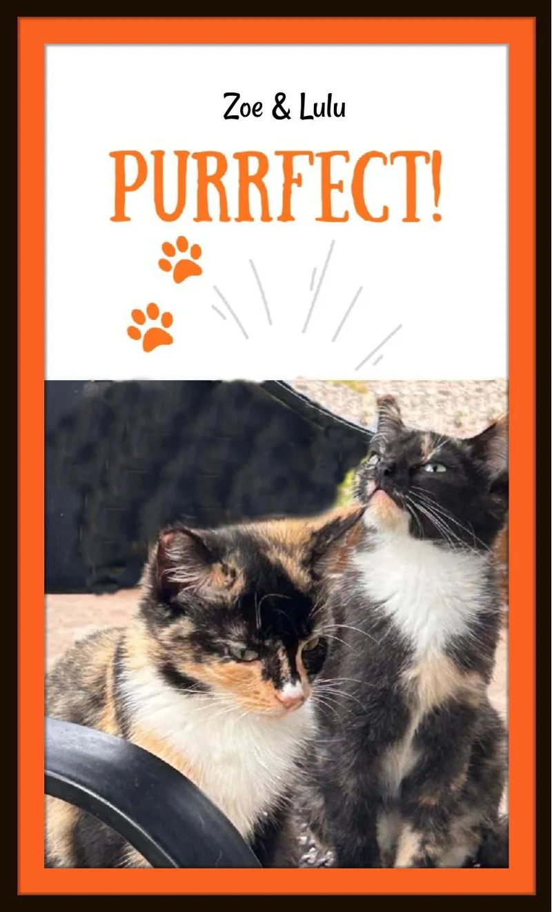 Zoe & Lulu: Sisters thumbnail 4