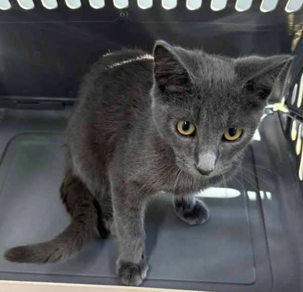 A baby small-sized male Domestic Short Hair cat named Nf for adoption in Lawrenceville, GA
