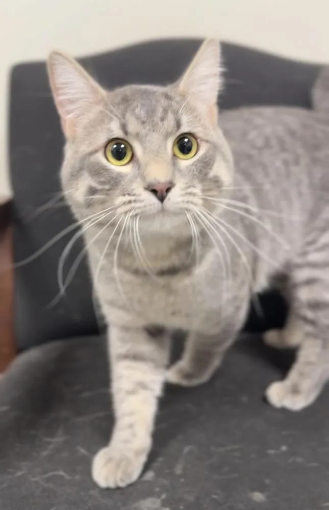 An adult large-sized male Gray / Blue / Silver Domestic Short Hair cat named Rocko for adoption in Bemidji, MN