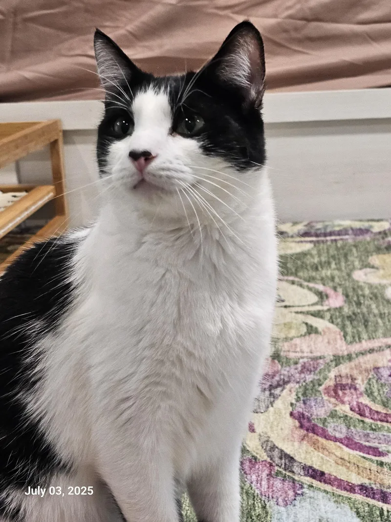 Mcsteamy thumbnail 3