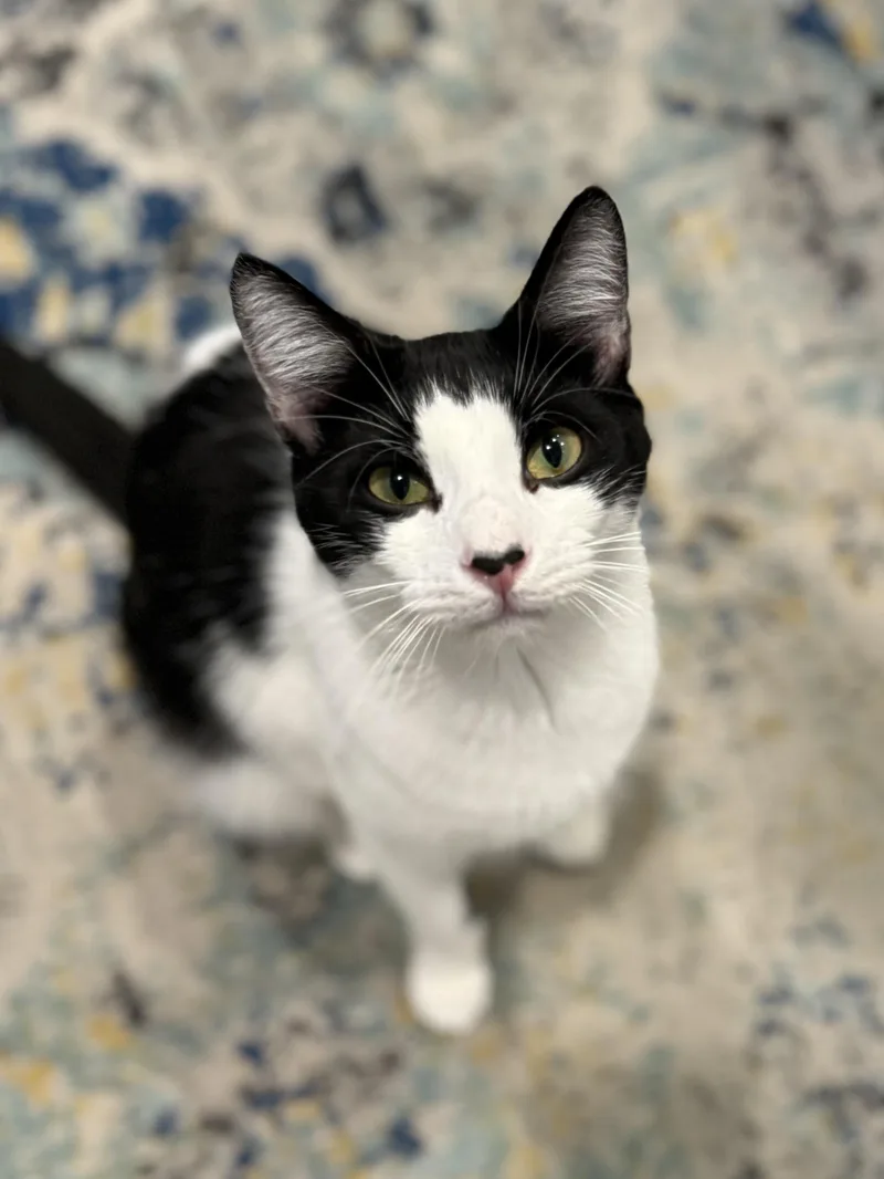 Mcsteamy thumbnail 4