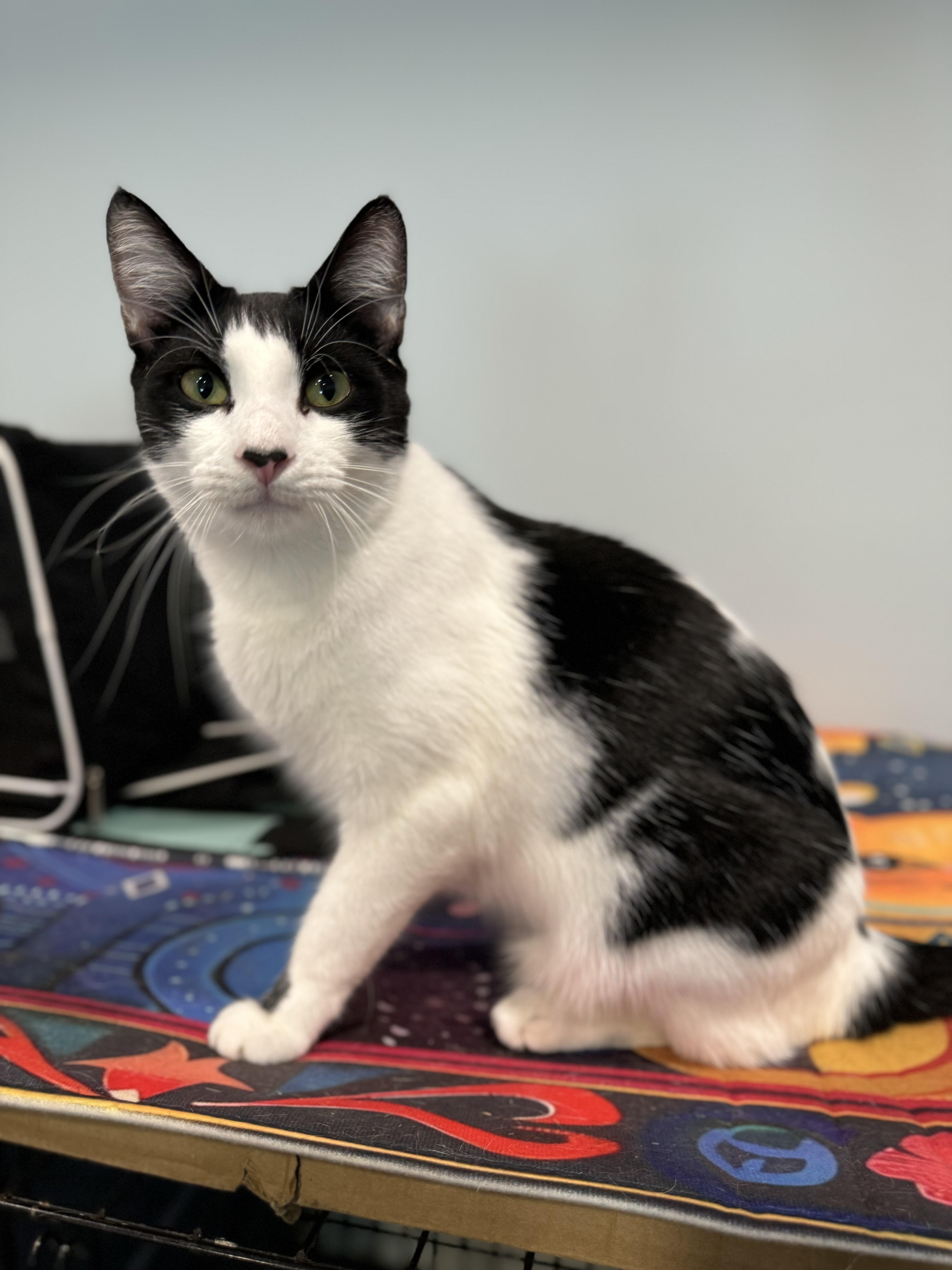 Mcsteamy thumbnail 6