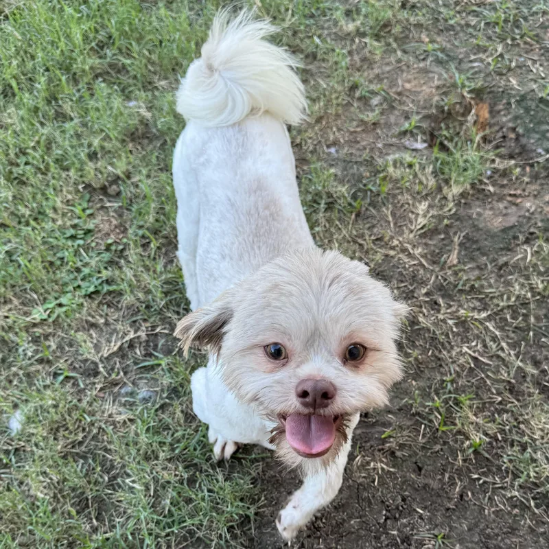 A young small-sized male Shih Tzu dog named Teddy for adoption in Richmond, TX