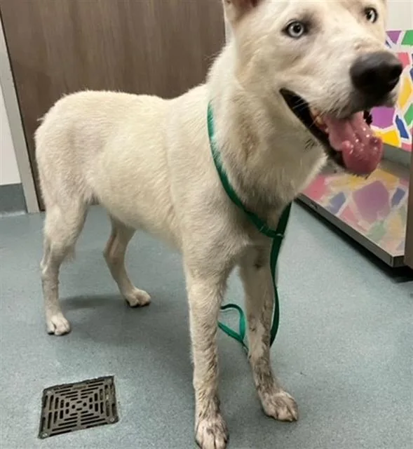 A young medium-sized male Husky dog named Colt for adoption in Baytown, TX