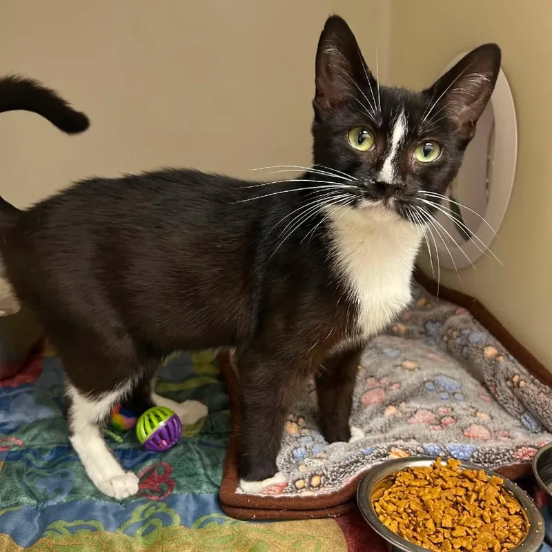 An adult small-sized female Black Domestic Short Hair cat named Socks for adoption in Caryville, TN