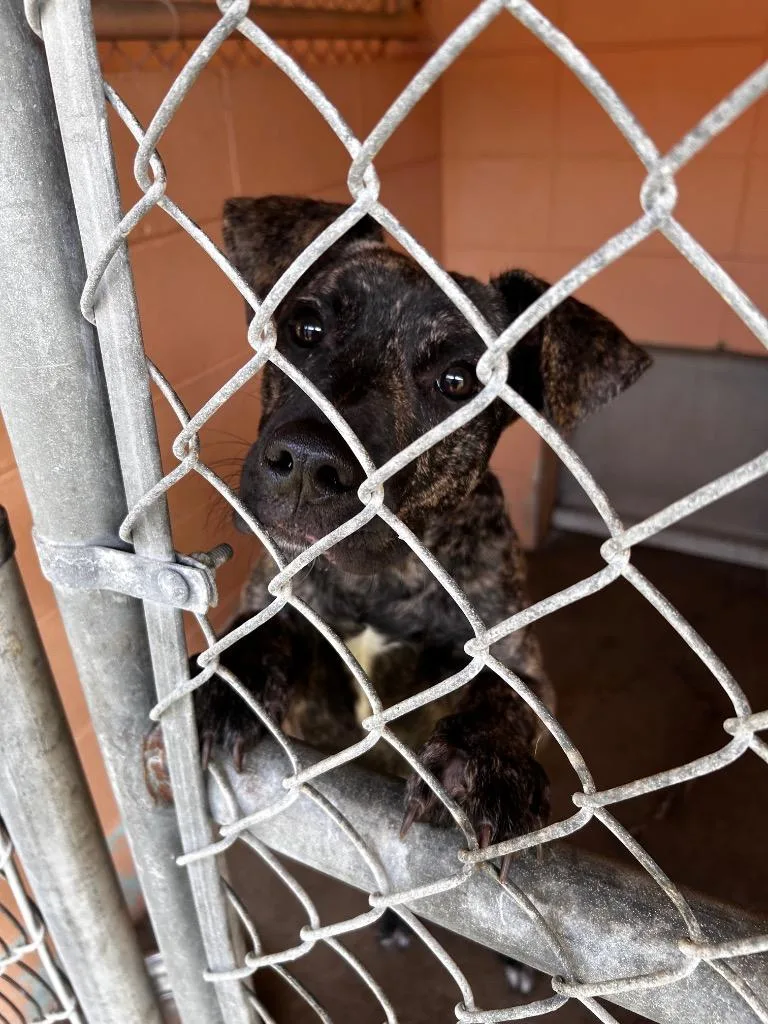 A baby medium-sized male Mountain Cur dog named Duke for adoption in Gautier, MS