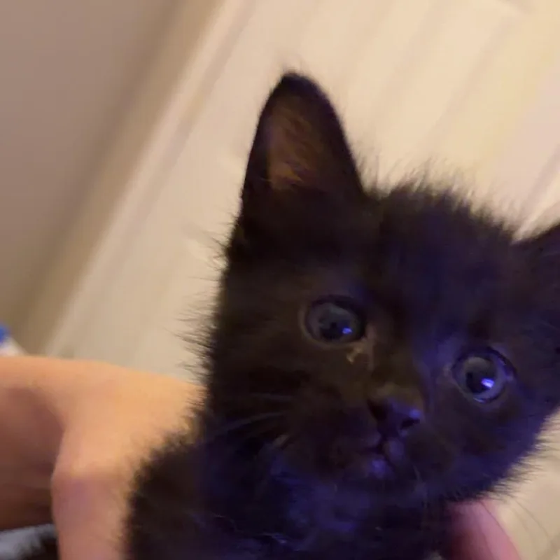 A baby small-sized male Black Domestic Short Hair cat named Shadow for adoption in Grantsville, UT