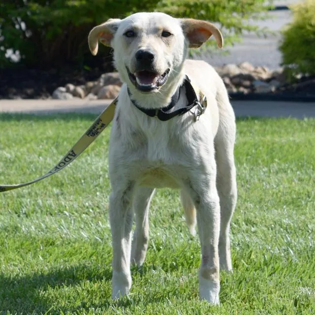 A young medium-sized male Labrador Retriever dog named Rex for adoption in St. Louis, MO