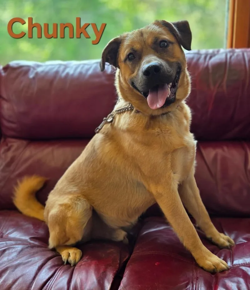 A young large-sized male Shepherd dog named Chunky for adoption in Rutherfordton, NC