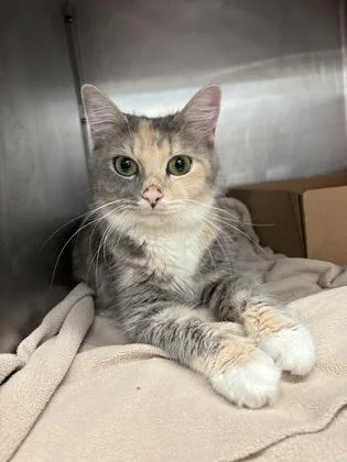 An adult medium-sized female Domestic Medium Hair cat named Latte for adoption in West Chester, PA