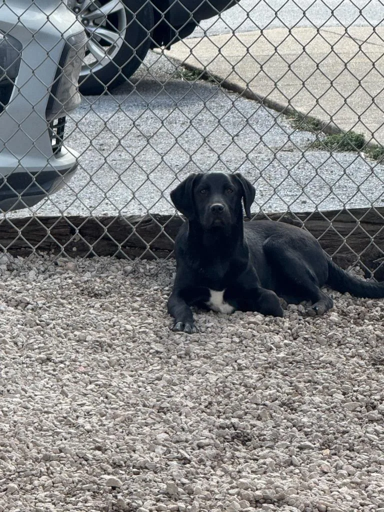 A young medium-sized female Labrador Retriever dog named Ebony for adoption in Batesville, AR