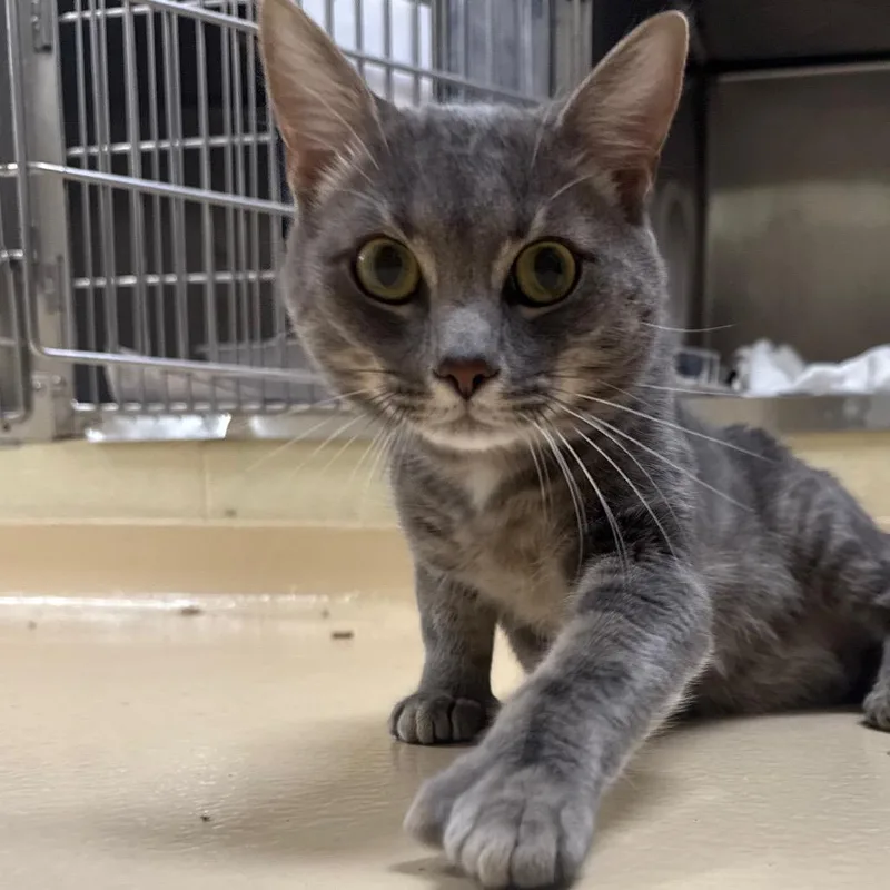 An adult medium-sized male Gray / Blue / Silver Domestic Medium Hair cat named Tom for adoption in Winston-Salem, NC