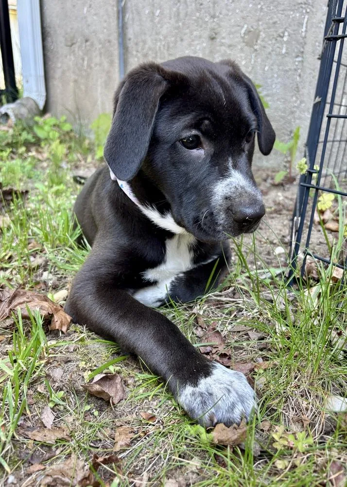 A baby large-sized female Tricolor (Brown, Black, & White) Labrador Retriever dog named Gretchen for adoption in Greenlawn, NY