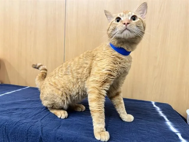 A young small-sized male Domestic Short Hair cat named Goldie for adoption in Saint Louis, MO