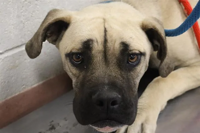 A young large-sized female Mixed Breed dog named Hazel for adoption in Columbia, SC