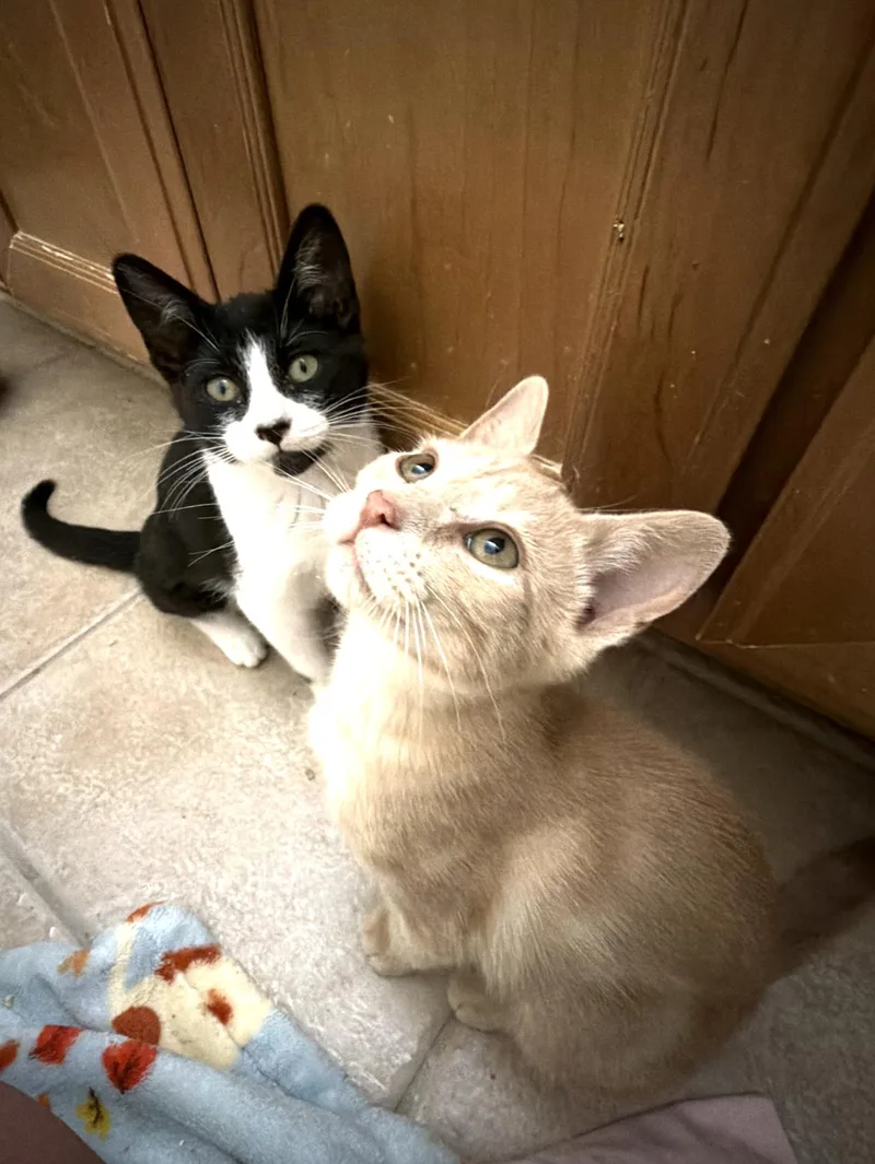 A baby medium-sized female Black & White / Tuxedo Domestic Short Hair cat named Elsie and Ferdinand Bonded for adoption in Wheaton, IL