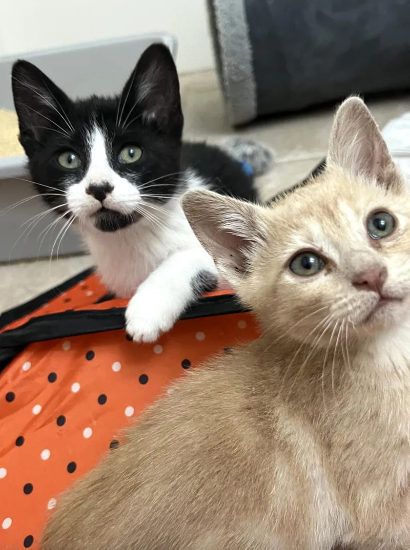 Elsie and Ferdinand Bonded thumbnail 3