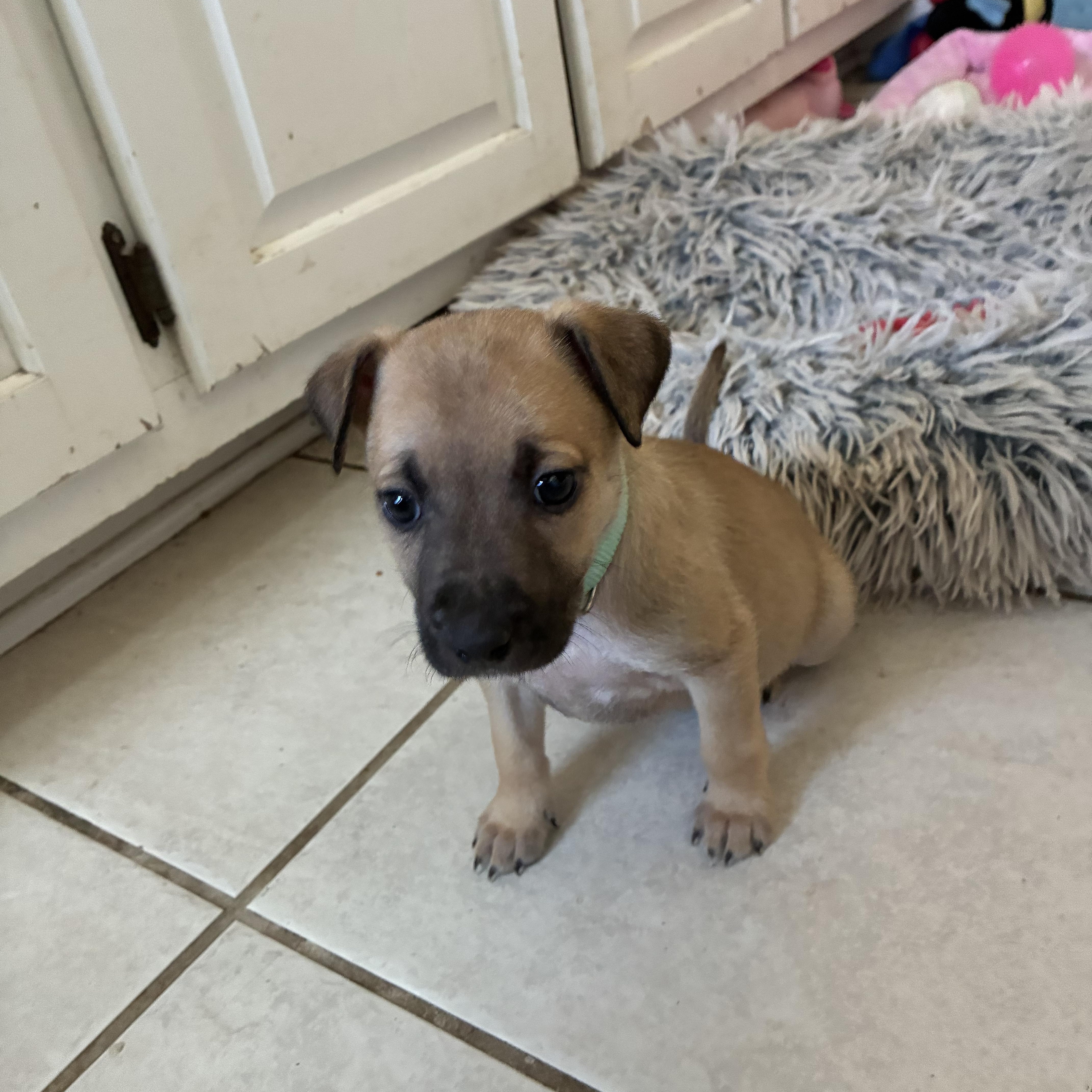 A baby small-sized female Brown / Chocolate Chihuahua dog named Possum for adoption in Cordova, TN