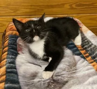 A baby medium-sized male Black & White / Tuxedo Tuxedo cat named Fred Astaire for adoption in Southern Pines, NC