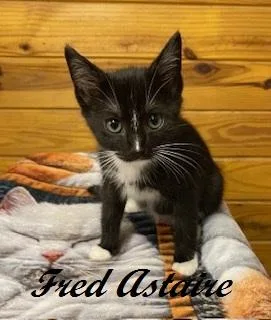 Fred Astaire thumbnail 3