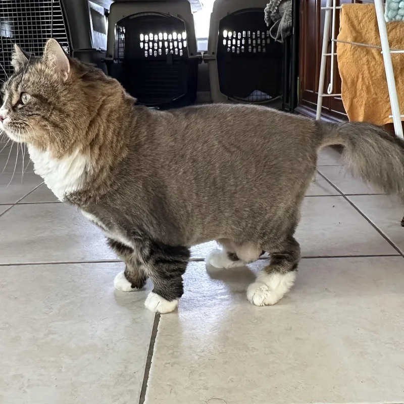 An adult large-sized female Tabby (Brown / Chocolate) Domestic Long Hair cat named Cat for adoption in Braintree, MA