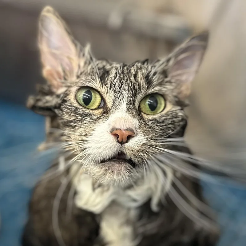 Cat thumbnail 2