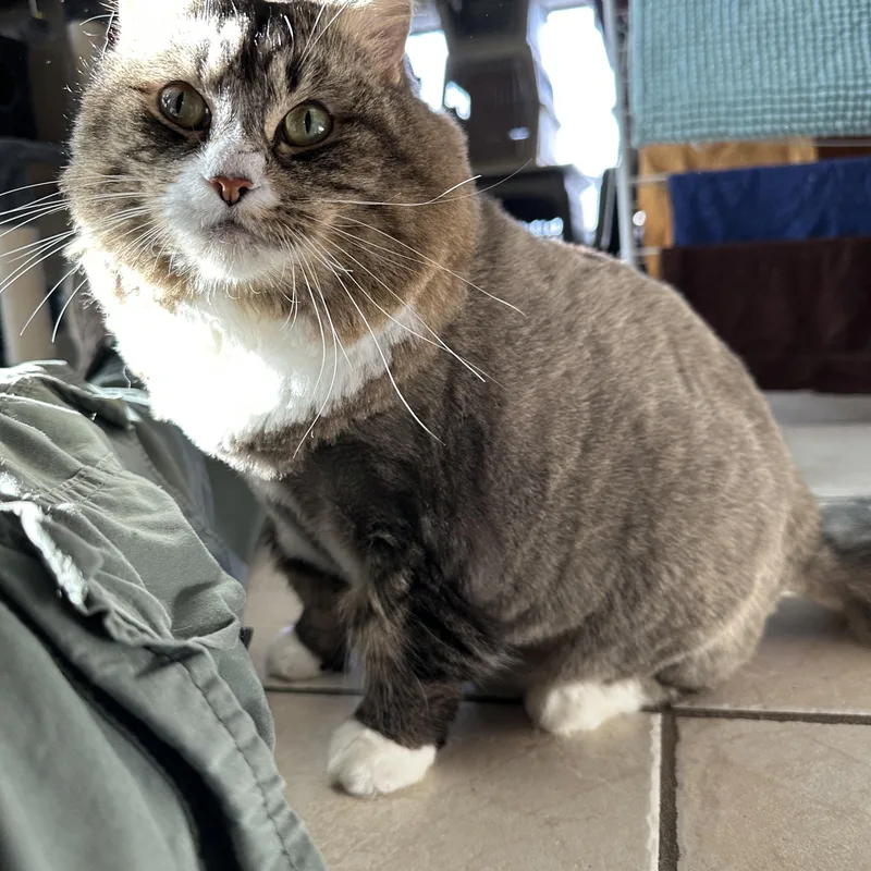 Cat thumbnail 3