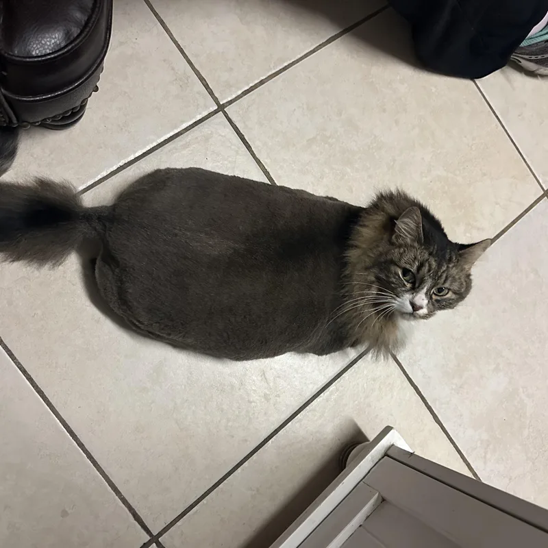 Cat thumbnail 4