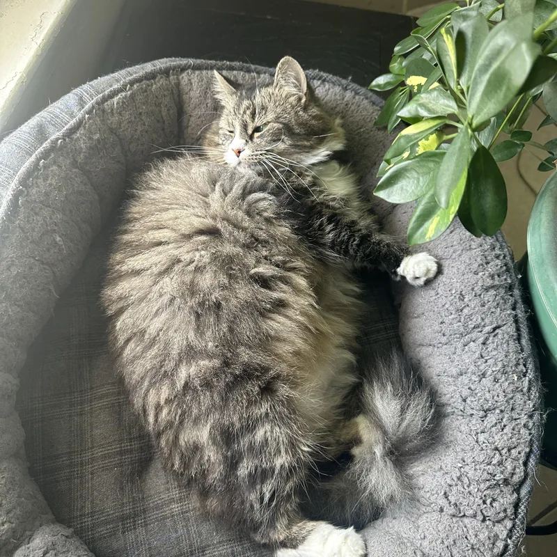 Cat thumbnail 5