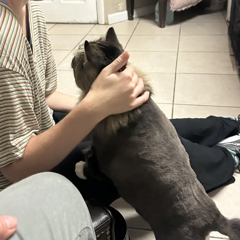 Cat thumbnail 6