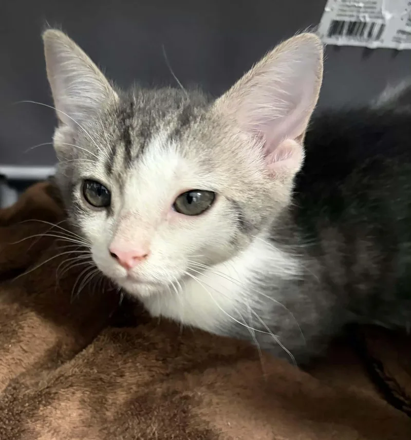 A young medium-sized female Tabby (Gray / Blue / Silver) Domestic Short Hair cat named Dolly for adoption in Greenville, NC