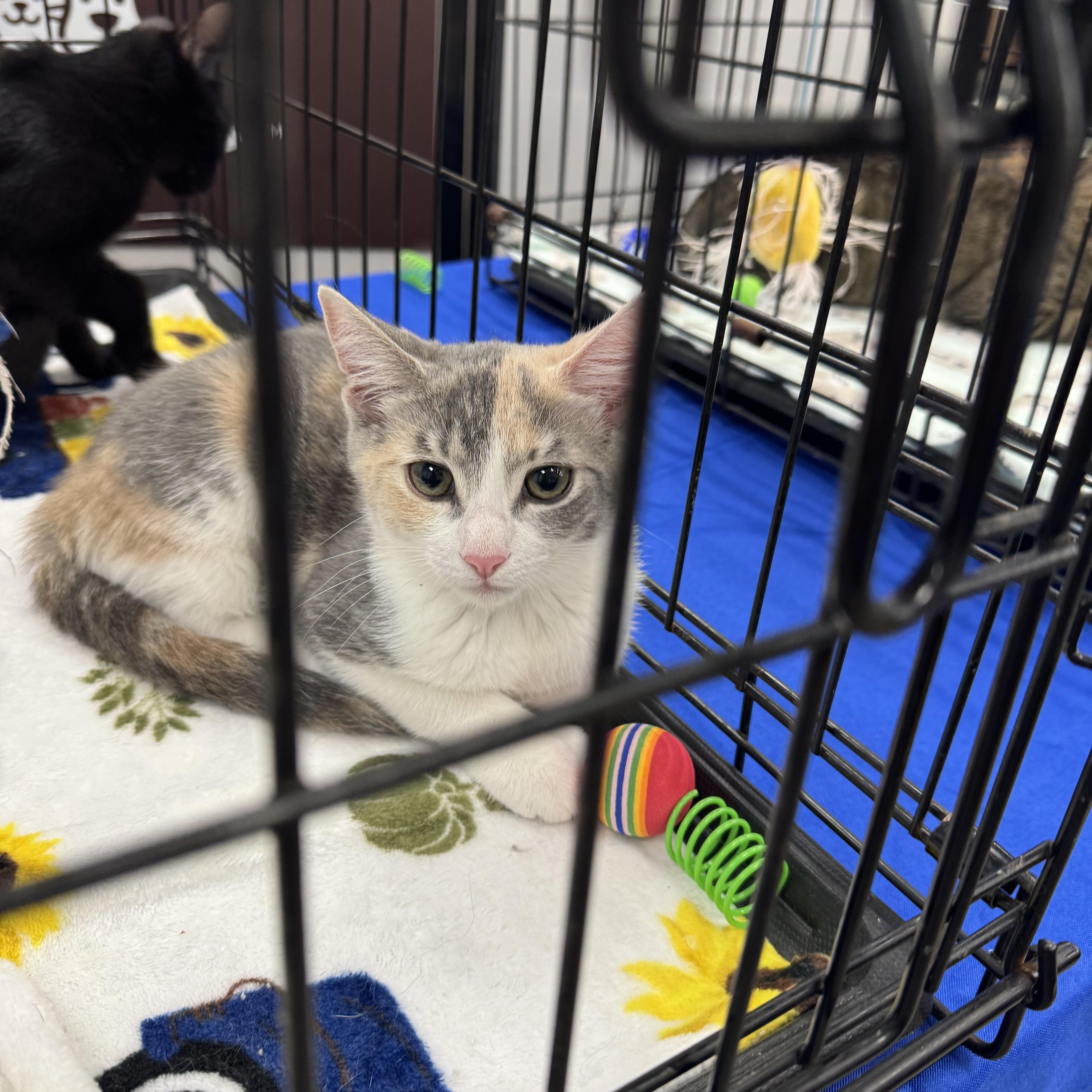 A young medium-sized female Dilute Calico Domestic Short Hair cat named Hailey for adoption in Easley, SC