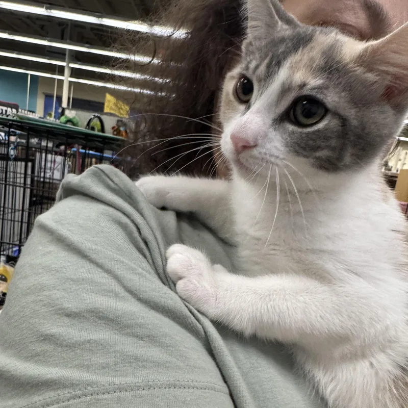 Hailey thumbnail 3