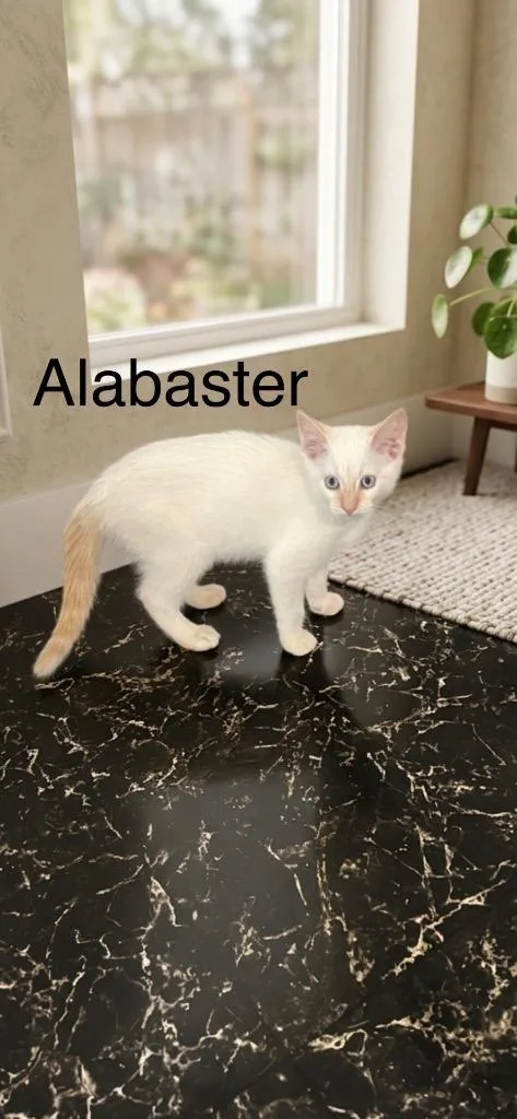 Alabaster thumbnail 4