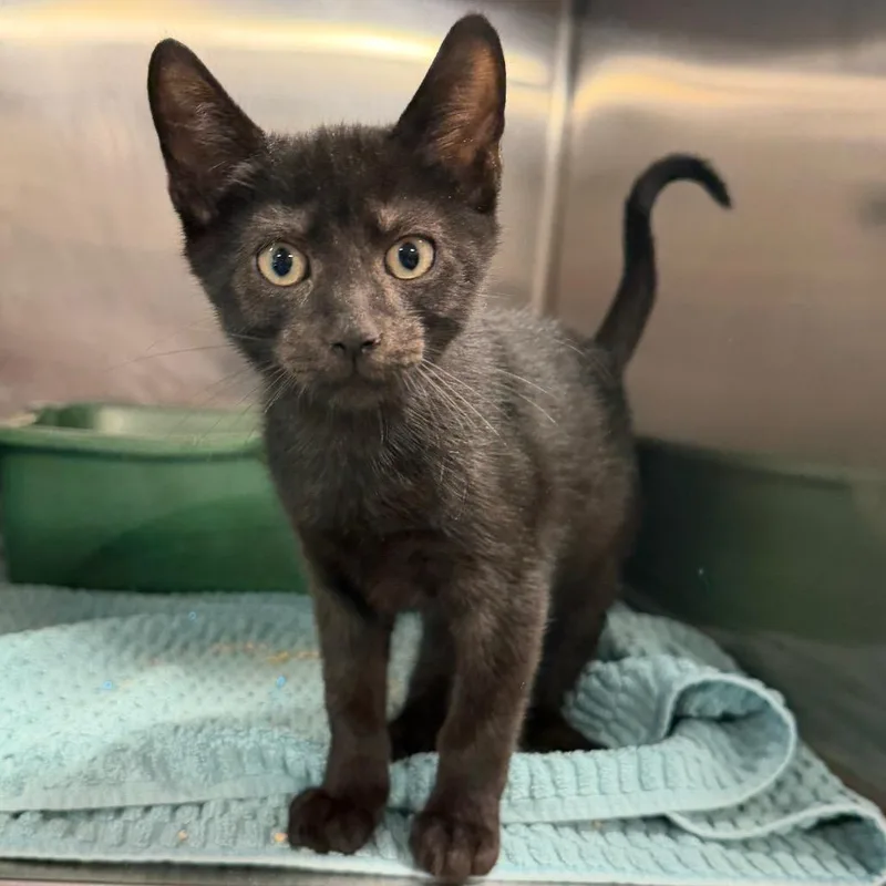 A baby medium-sized male Black Domestic Short Hair cat named Dictionary for adoption in Newark, DE