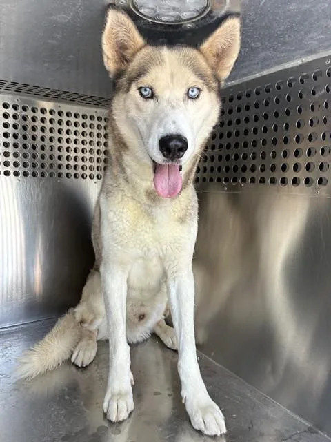 An adult large-sized male Siberian Husky dog named Cisco for adoption in Phoenix, AZ