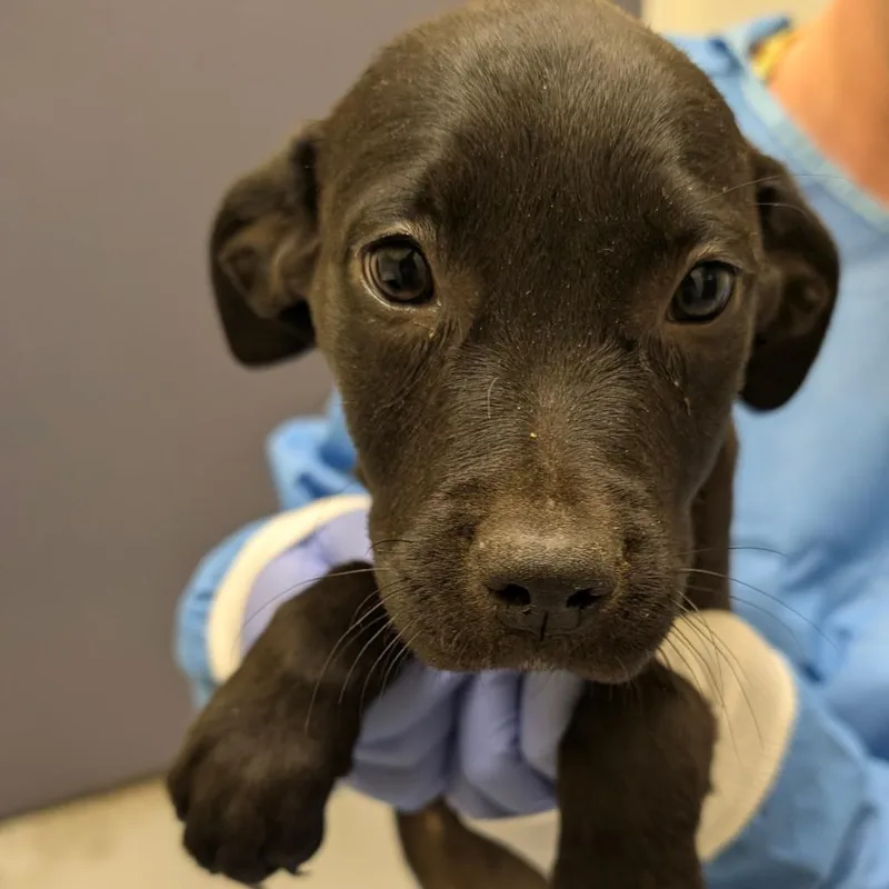A baby small-sized male Black Labrador Retriever dog named Bumper Car for adoption in Charlottesville, VA