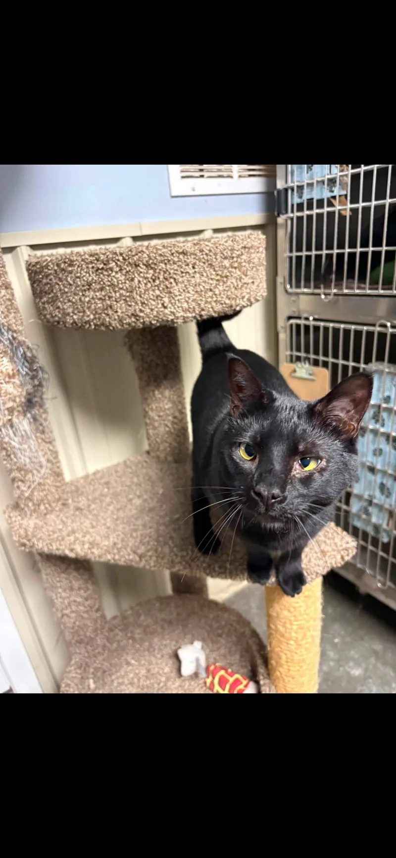 A baby small-sized female Black Domestic Short Hair cat named Lilith for adoption in Highland, IN