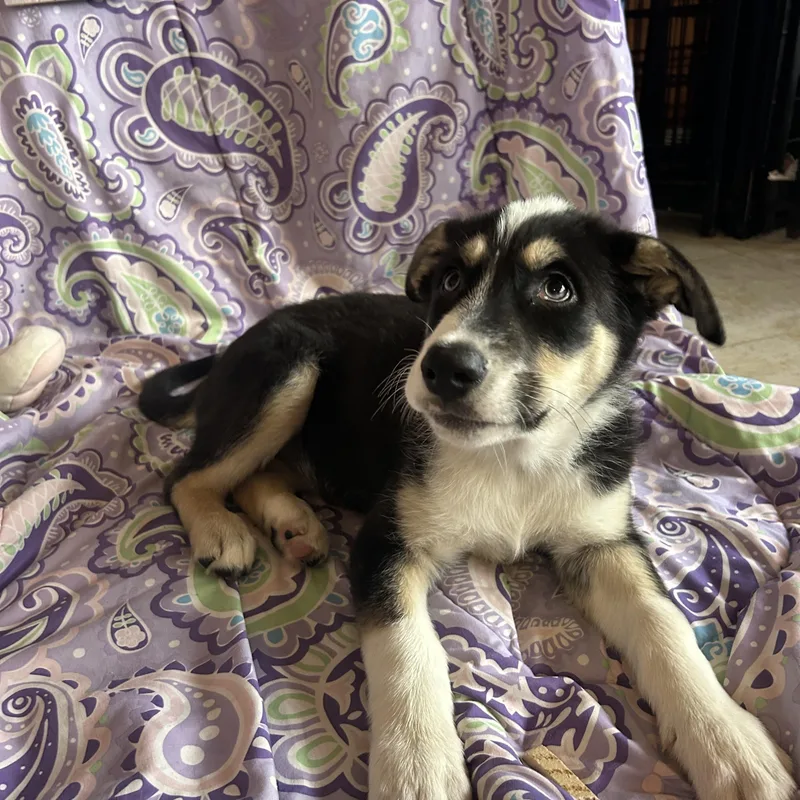 A baby medium-sized female Tricolor (Brown, Black, & White) Husky dog named Briar for adoption in Madison Heights, MI