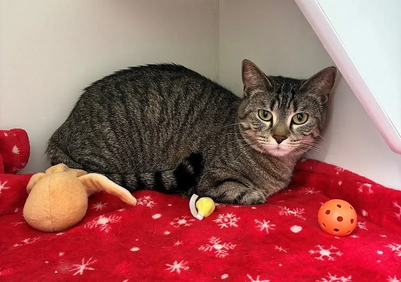 An adult large-sized female Tabby (Brown / Chocolate) Domestic Short Hair cat named Gracie for adoption in Mason City, IA