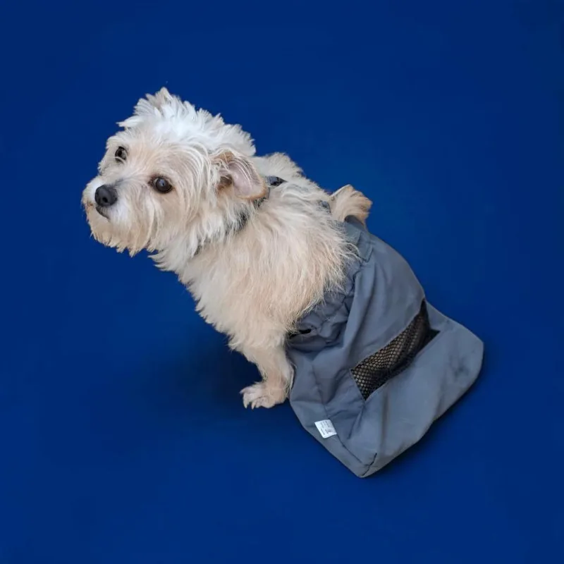 An adult small-sized female Yorkshire Terrier dog named Jade for adoption in San Diego, CA