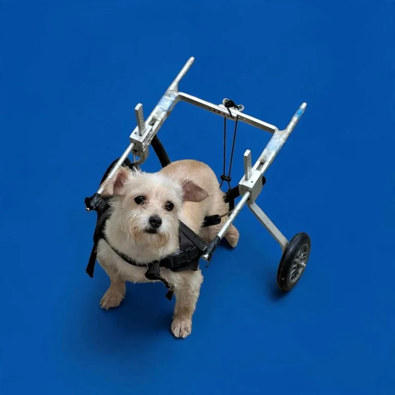 Jade thumbnail 3