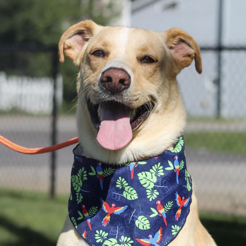 A young large-sized male White / Cream Labrador Retriever dog named Keegan for adoption in Columbia, SC