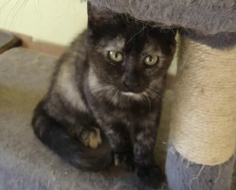 An adult medium-sized female Domestic Short Hair cat named Emmy Lou for adoption in Oakboro , NC