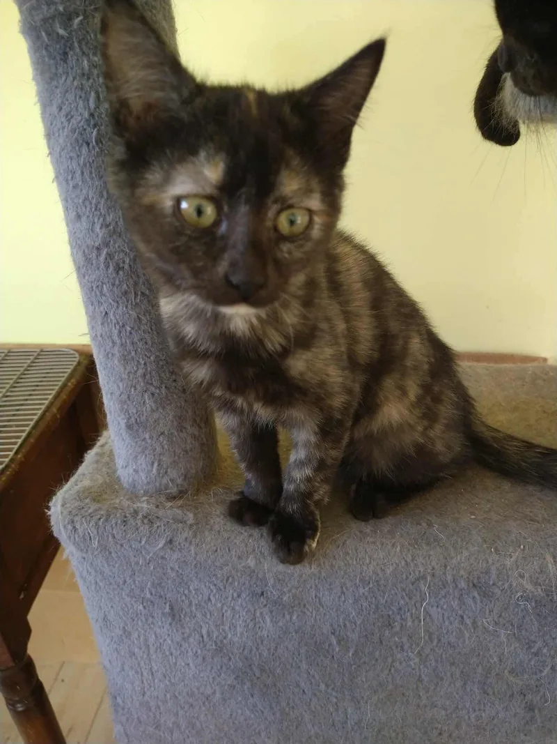 Emmy Lou thumbnail 2