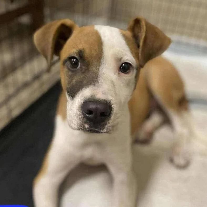 A young medium-sized male Yellow / Tan / Blond / Fawn Pit Bull Terrier dog named Petey for adoption in Phoenix, MD