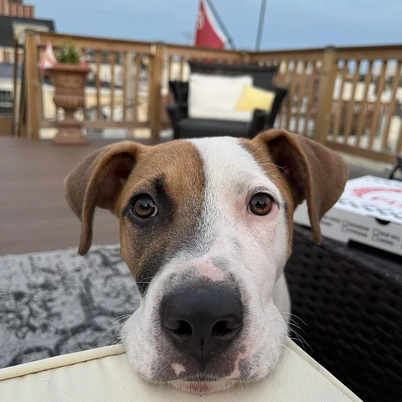 Petey thumbnail 2